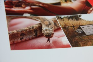 20110227_bok5 Ssssssnakes.
