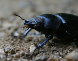 Big beetle, somewhere in London
