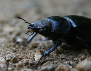 bug Big beetle, somewhere in London